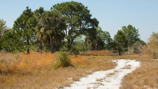Florida scrub